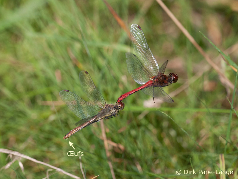 Eiablage Heidelibelle