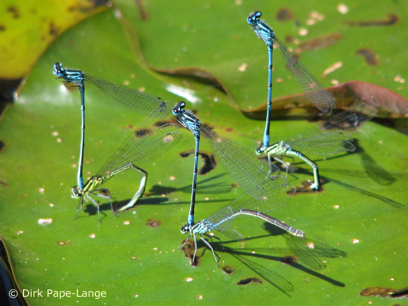 Eiablage Azurjungfer