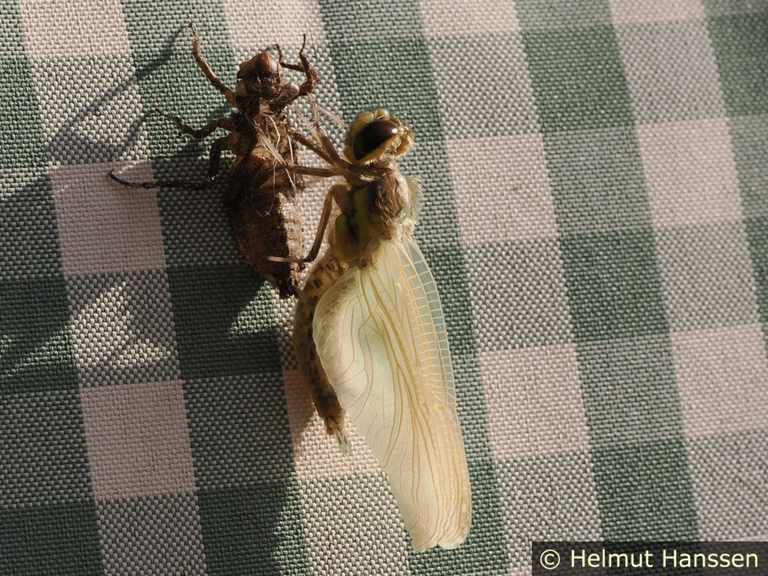 Schlupf einer Vierfleck-Libelle