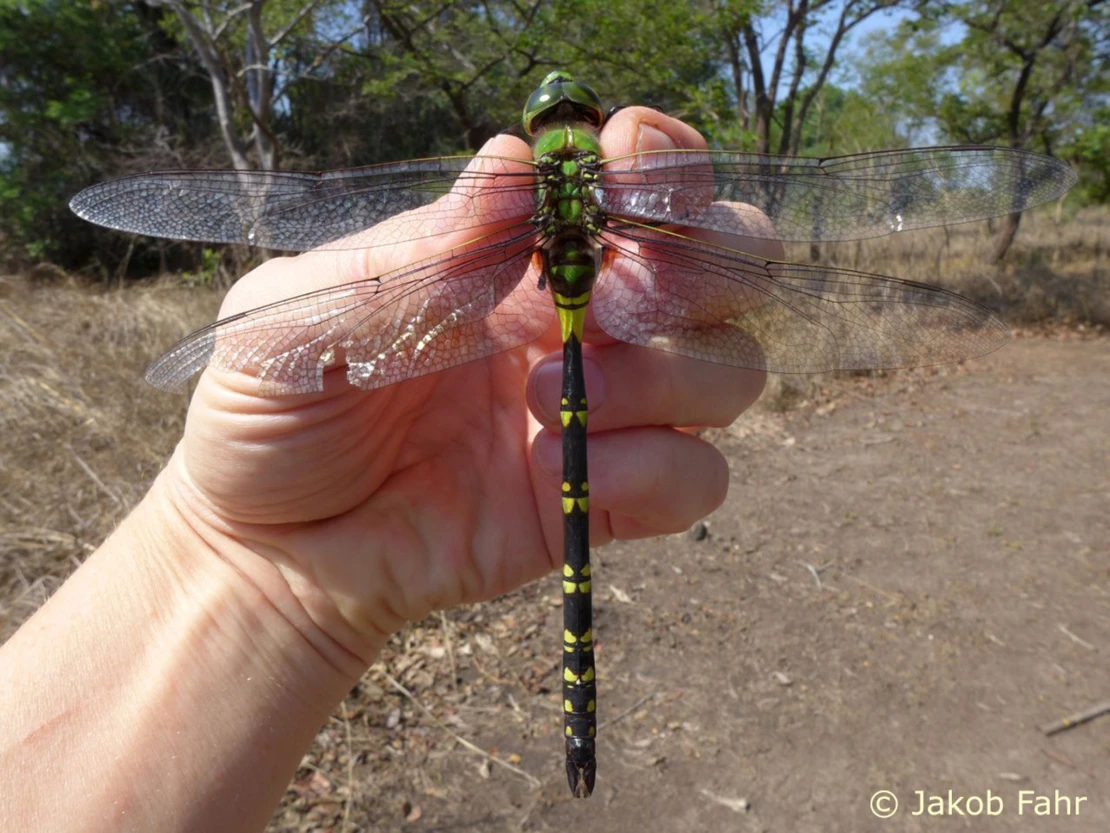 Anax tristis