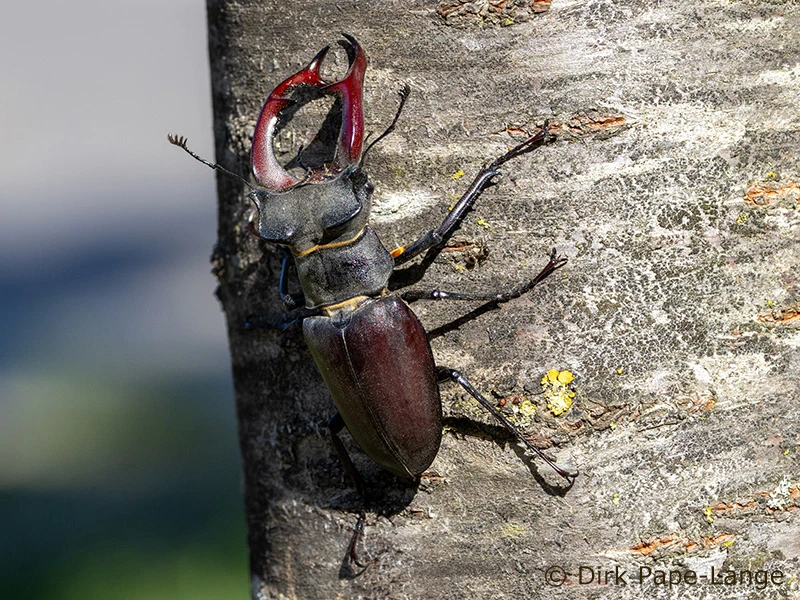 Lucanus cervus
