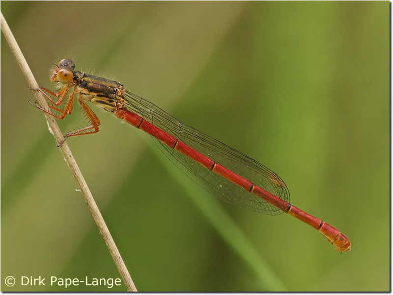 Ceriagrion tenellum