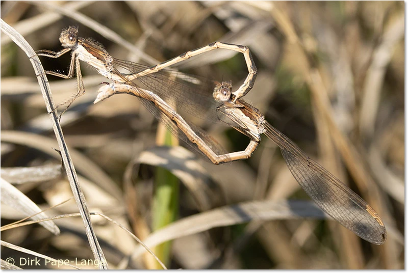 Sympecma fusca - Paarungsrad