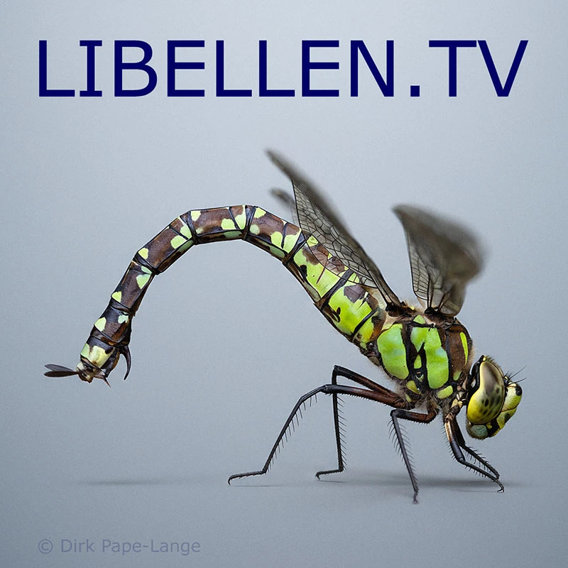 Können Libellen stechen Libellenweibchen