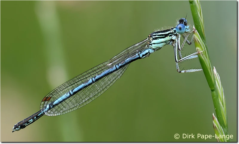 Platycnemis pennipes