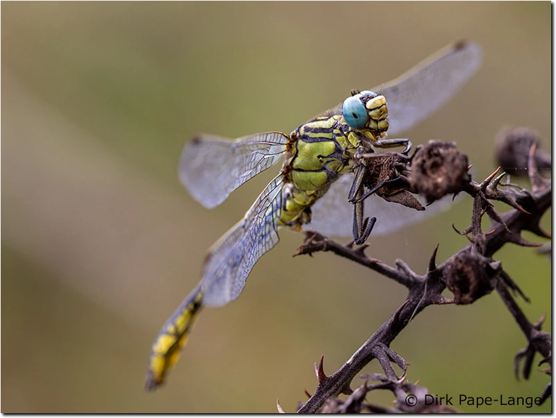 Gomphus simillimus