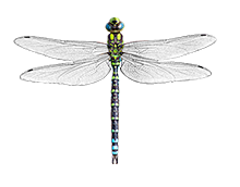 Blaugrüne Mosaikjungfer (Aeshna cyanea)