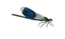 Gebänderte Prachtlibelle (Calopteryx splendens)