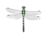 Grüne Flussjungfer (Ophiogomphus cecilia)