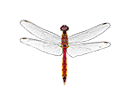 Sumpf-Heidelibelle (Sympetrum depressiusculum)