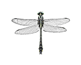 Gemeine Keiljungfer (Gomphus vulgatissimus)