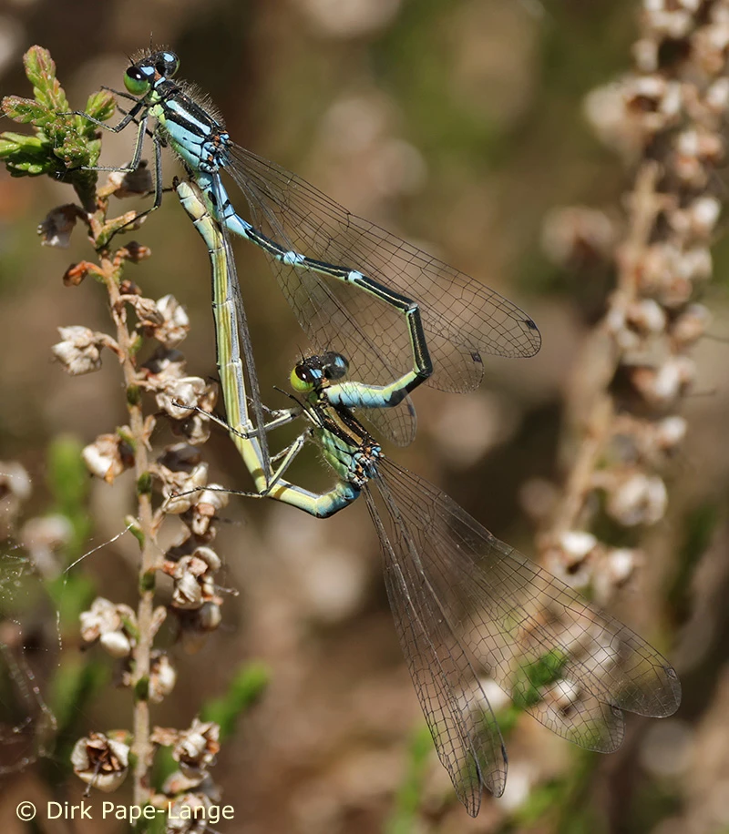 Coenagrion lunulatum
