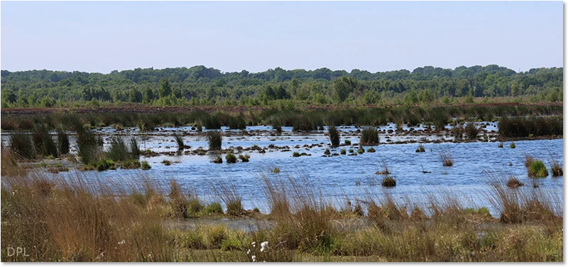 Habitat