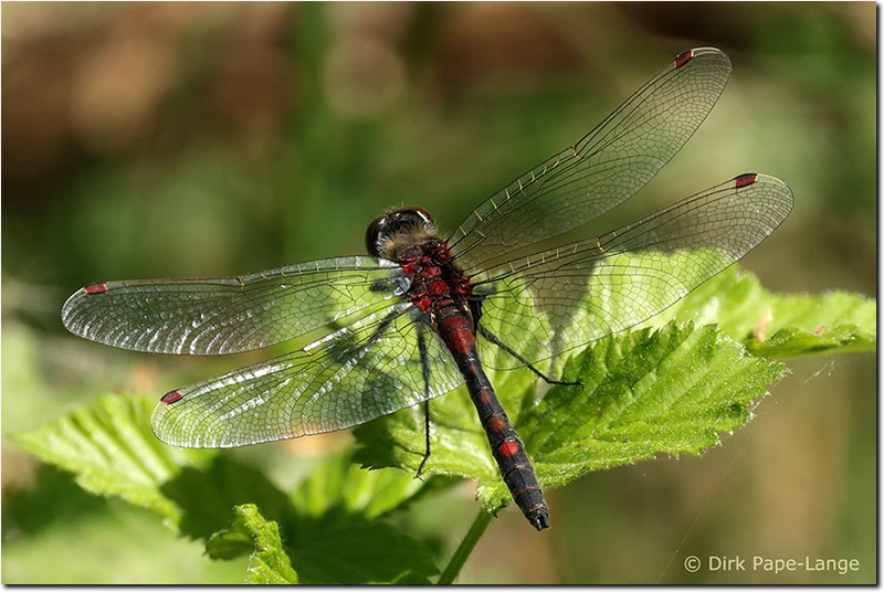 Leucorrhinia rubicunda