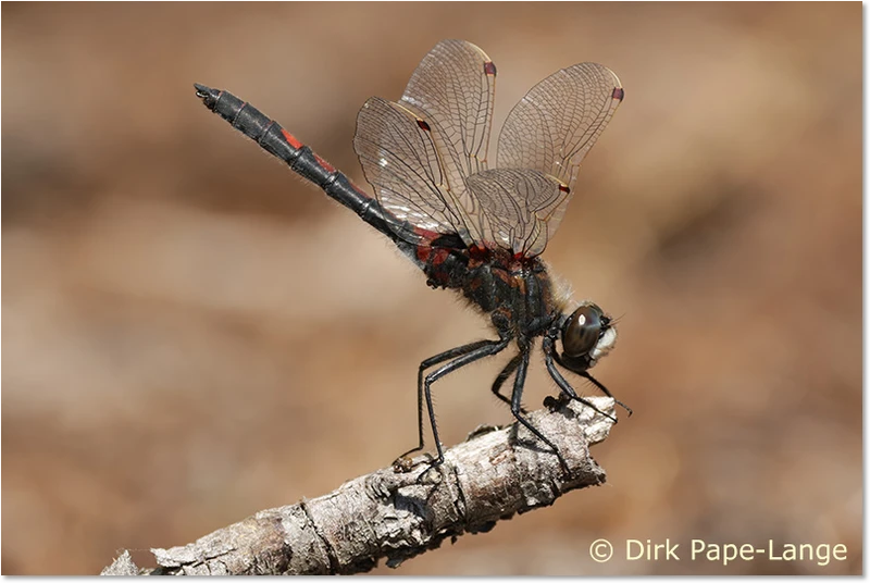 Leucorrhinia rubicunda
