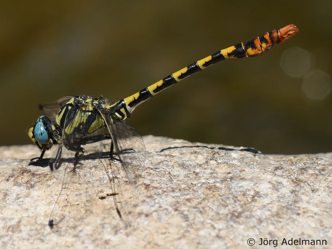 Onychogomphus assimilis
