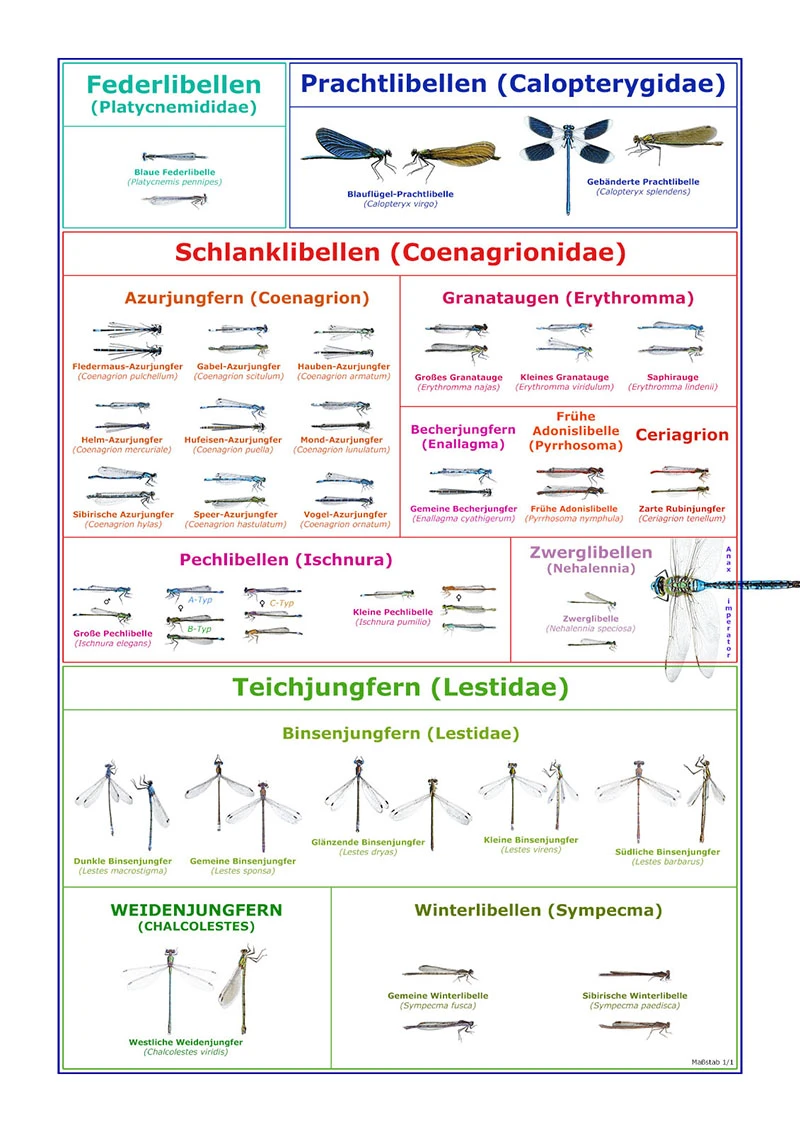 Kleinlibellen-Poster